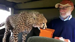 Dobrý dravec: proč gepardi nikdy nenapadají člověka