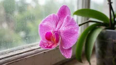 Orchidej odkvetla – s odřezáváním květního stonku ještě neuspěchejte: je tu jeden důležitý detail