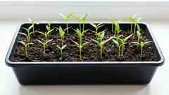 Proč paprikám nedaří se: nejčastější chyby při výsevu