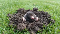 Krtci ničí trávník? 9 způsobů, jak je zahnat bez poškození půdy