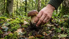 Je možné houby vytrhávat? Houbaři se o tom hádali desítky let – tady je odpověď