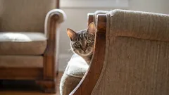 Objevte tajemství kočičího štěstí: tři každodenní činnosti, které jsou pro ni životně důležité