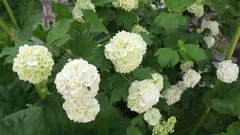 Ostříhali jsme je – a nekvetly: které keře se na jaře nesmí stříhat