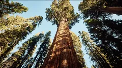 Dva tisíce let života: příběh stromu, který přežil celé epochy