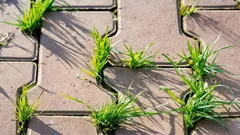 Plevel se mezi dlaždicemi objevuje znovu a znovu – osvědčený způsob, jak ho porazit