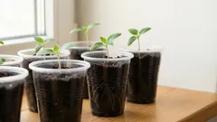 Kdy začít hnojit sazenice: hlavní tajemství, které skrývají zkušení zahradníci