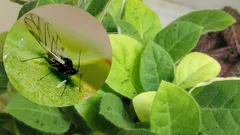 Komáři zmizí z květináčů s vašimi květinami: účinné způsoby pro každou domácnost